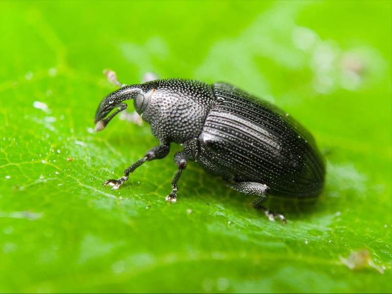 Baris artemisiae (Panzer, 1794)